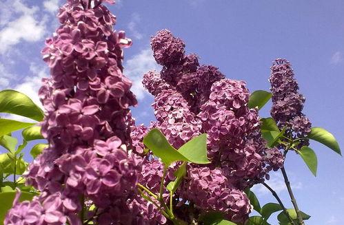 国产久丁香,传承与创新中的民族香氛传奇  第2张